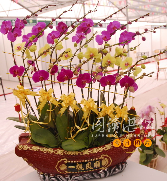 首屆中國(guó)（湛江）花卉博覽會(huì)隆重開(kāi)幕