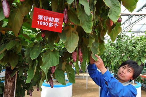 壽光菜博會：綠色科技 果蔬盛會
